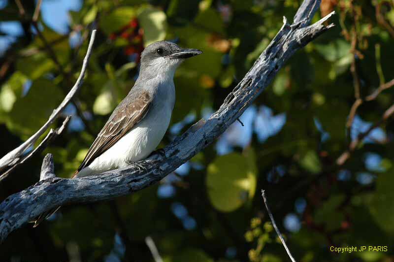 Tyrannus dominicensis